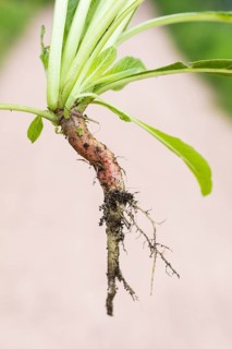 Common evening primrose (Oenothera biennis), taproot