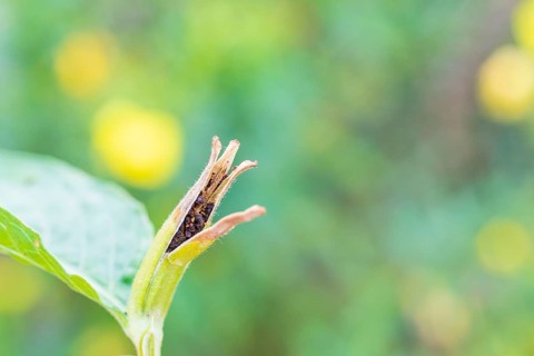 Common evening primrose (Oenothera biennis), seeds in the opened seed head