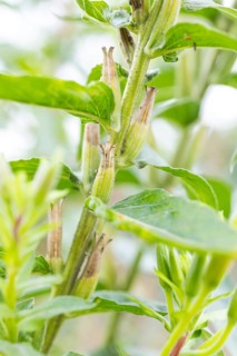 Common evening primrose (Oenothera biennis), inflorescence ripening
