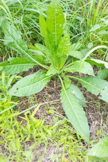 Common evening primrose (Oenothera biennis), rosette of leaves in the first year