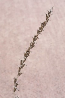 Common evening primrose (Oenothera biennis), inflorescence