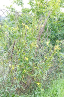 Common evening primrose (Oenothera biennis) on a wire mesh fence with faded and flowering plant