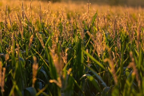 Corn (Zea mays) in the warm morning light on a corn field, Bannewitz, Saxony, Germany