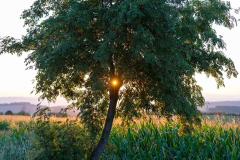 Morning sun shining through a tree, rowanberry (Sorbus aucuparia), Bannewitz, Saxony, Germany