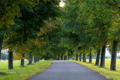 Linden avenue (Tilia) on the Lerchenberg, Börnchen, Bannewitz, Saxony, Germany