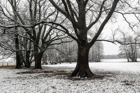 English oak (Quercus robur) and black alder (Alnus glutinosa) in a snow-covered floodplain