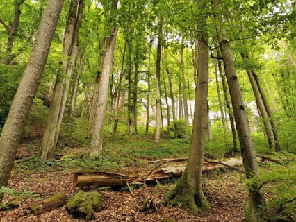 Dense forest with tall trees and fallen tree trunks, surrounded by lush greenery, hiking in the