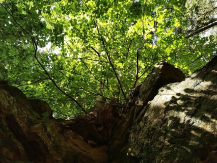 Looking up through a treetop with bright sunlight falling on the rocks, hiking in the Franconian