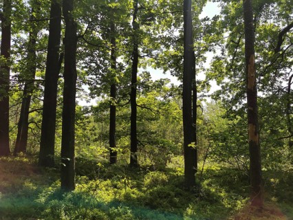 Light forest with tall trees through which sunlight falls, peaceful and quiet atmosphere, hiking in