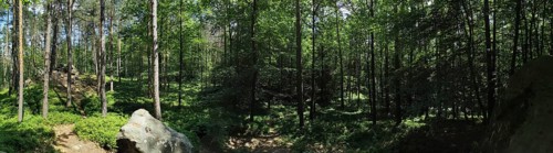 Panorama, extensive forest landscape with tall trees and rocks, green plants and light, hiking in