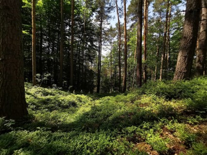 Enchanted forest scene with tall plant canopy and shade of trees, Franconian Forest nature park