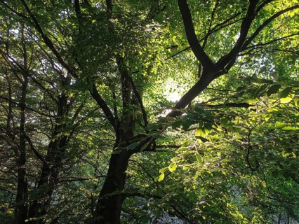 Sunlight flows through the thick leaves of the trees, green and peaceful atmosphere, hiking in the