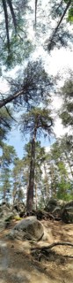 Panorama of a forest with tall trees and a view of the sky, peaceful atmosphere, hiking in the