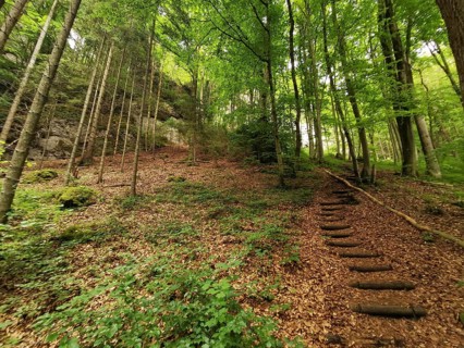 Forest trail through a green forest, with wooden stairs and a quiet atmosphere, hiking in the