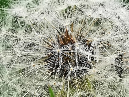 Close-up of a dandelion (taraxacum officinale) with detailed view of the white seed umbrellas,