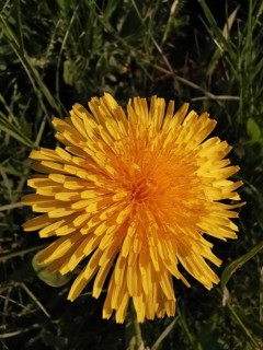 Close-up of a yellow dandelion flower (taraxacum) on a green meadow, Franconian Forest nature park