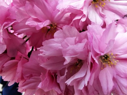 Delicate, detailed pink cherry blossoms (cerasus) that epitomise the gentle spring mood, Berlin