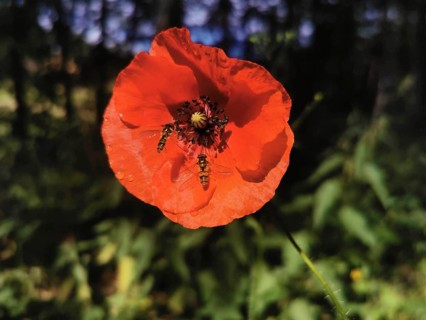 Red poppy (papaver) with hoverflies (syrphidae) in a green natural environment illuminated by