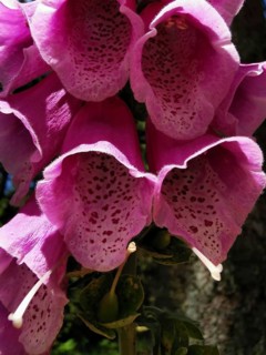 Macro shot of pink foxglove flowers (digitalis) in a natural forest setting in bright daylight,