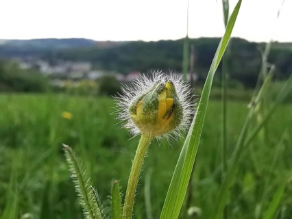 Delicate flower bud with blurred landscape in the background on a sunny day, Frankenwald nature