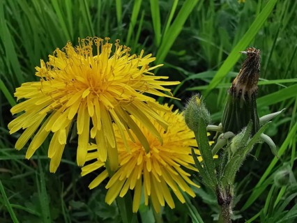 Two yellow dandelion flowers (taraxacum) in close-up with a green meadow in the background in a
