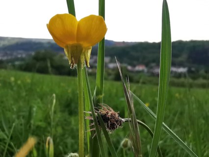 Close-up of a yellow buttercup (ranunculus acri) in a meadow with landscape in the background,