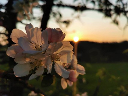 Apple tree blossoms (malus domestica) against the light of a sunset, Werder, Havelland