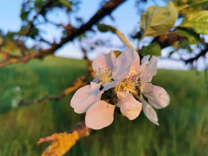 Close-up of white and pink blossoms of an apple tree (malus domestica) in spring, Werder, Havelland
