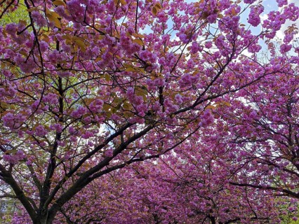 Trees with lush pink cherry blossoms (cerasus) showing the spring atmosphere against a blue sky,