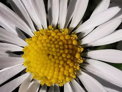 Close-up of a daisy (Leucanthemum) with bright yellow centre and white petals, Franconian Forest