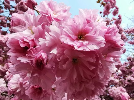 Pink cherry blossom flowers (cerasus) in the open air, showing off the splendour of spring, Berlin