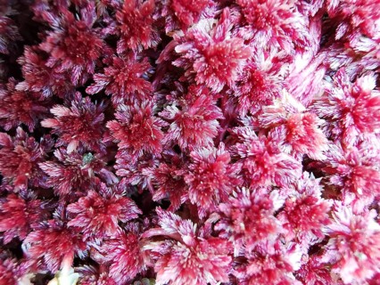 Close-up of red peat moss (sphagnum), which forms a dense and richly textured surface, Franconian