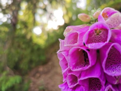 Pink foxglove flowers (digitalis) in close-up with blurred forest background in sunlight,