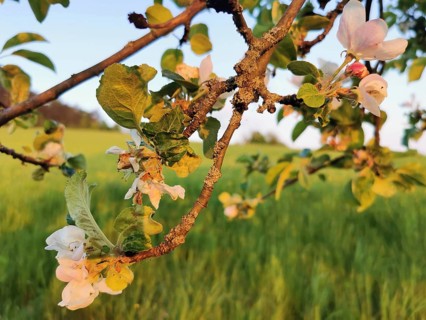 Blossoms on a branch of an apple tree (malus domestica) in front of a green meadow, Werder,
