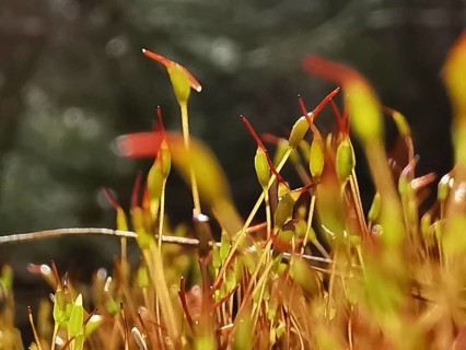 Close-up view of moss (muscus) and small plants with an intense play of colours, hiking along the