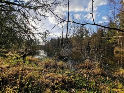 A beautiful, quiet forest lake with reflecting sky and rich riparian vegetation, on the former