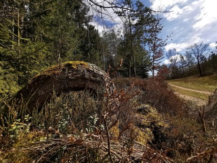 A forest trail snakes through a thick forest under cloudy skies, hiking along the green belt,