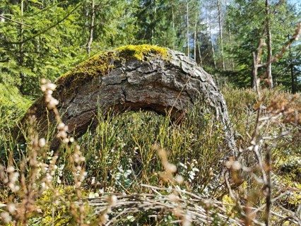 Moss-covered tree stump in the middle of a dense forest area on the former inner-German border,