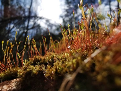 Moss and stalks glow in the soft evening light of the forest, on the former inner-German border,