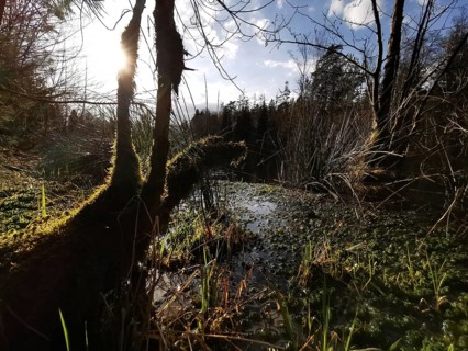Sunbeams fall through thick vegetation on an overgrown water area in the forest, on the former