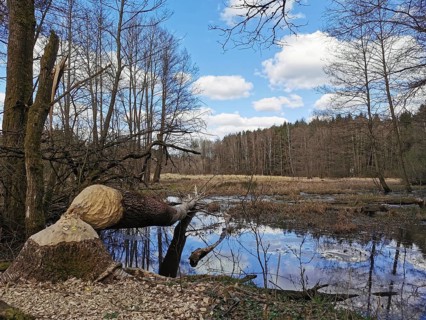 A tree felled by a beaver (castor) on the shore of a calm lake with reflecting sky and clouds, at