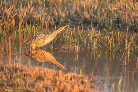 Great or Eurasian bittern (Botaurus stellaris) adult heron bird in a reedbed in spring, RSPB