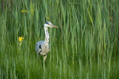 Grey heron (Ardea cinerea) adult bird in a reedbed in spring, RSPB Minsmere nature reserve,