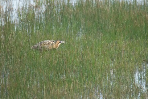 Great or Eurasian bittern (Botaurus stellaris) adult male heron bird booming during displaying in a