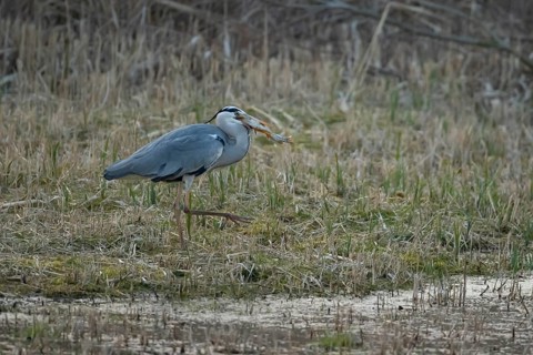 Grey heron (Ardea cinerea) adult bird carrying a Pike (Esox lucius) fish in its beak in spring,