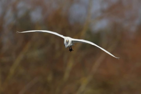 Great white egret (Ardea alba) adult heron bird in flight, England, United Kingdom