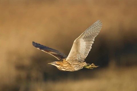 Great or Eurasian bittern (Botaurus stellaris) adult heron bird in flight over a reedbed in winter,