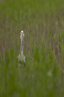 Grey heron (Ardea cinerea) adult bird in a reedbed in spring, RSPB Minsmere nature reserve,