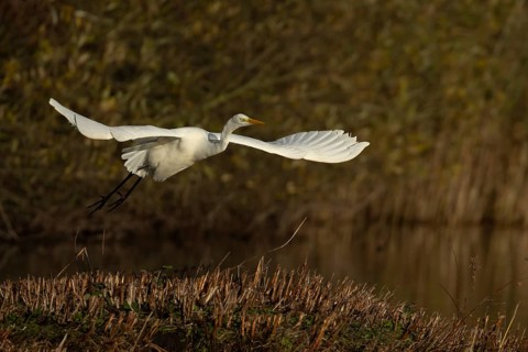 Great white egret (Ardea alba) adult heron bird flying taking off from an island in a lake,