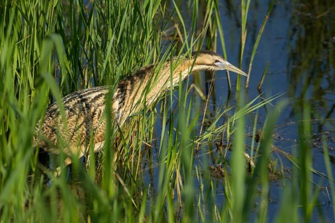 Great or Eurasian bittern (Botaurus stellaris) adult heron bird hunting in a reedbed in summer,